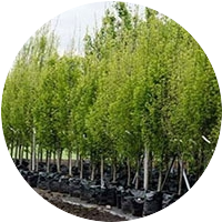 Купить дерево в Алматы