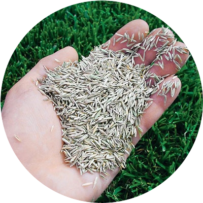 Купить семена газонной травы в Алматы